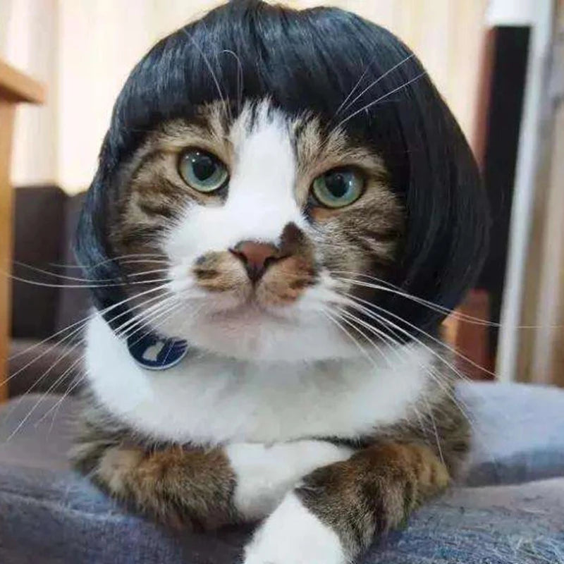 Funny Pet Wigs