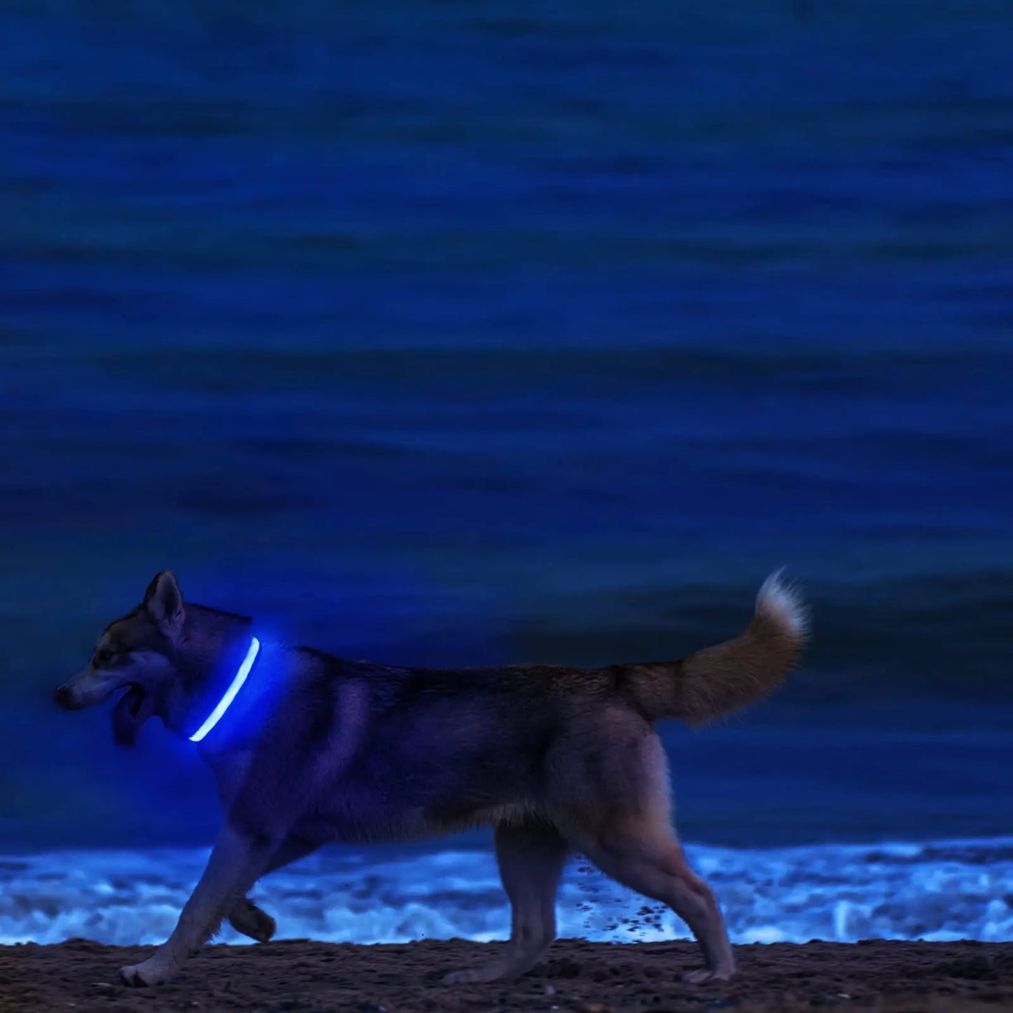 Dog Collar Rechargeable Light Up