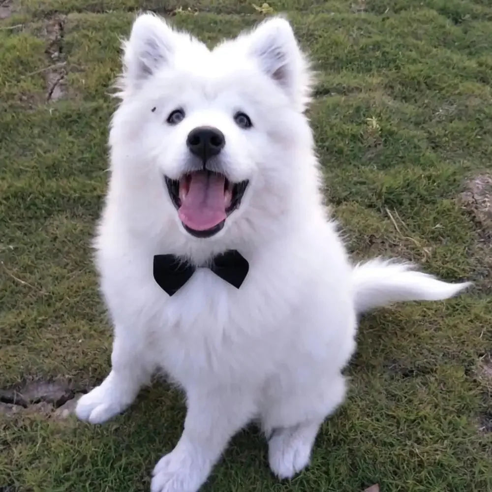 Adjustable Pets Bow Tie