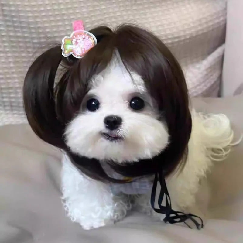 Pet Wigs